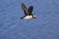 puffin flying & x28;fratercula arctica& x29; iceland