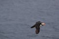 puffin flying (fratercula arctica) iceland