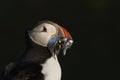 Puffin carrying fish on Skomer Island in Wales