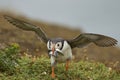 Puffin carrying small fish in its beak on Skomer Island in Wales