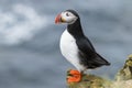 Puffin, Fratercula arctica, clown bird