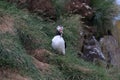 Atlantic puffin (Fratercula arctica) with fish east Iceland