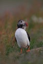 Atlantic puffin (Fratercula arctica) with fish east Iceland Royalty Free Stock Photo