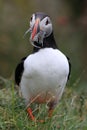 Atlantic puffin (Fratercula arctica) with fish east Iceland