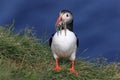 Atlantic puffin (Fratercula arctica) with fish east Iceland Royalty Free Stock Photo