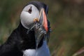 Atlantic puffin & x28;Fratercula arctica& x29; with fish east Iceland Royalty Free Stock Photo