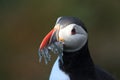 Atlantic puffin & x28;Fratercula arctica& x29; with fish east Iceland