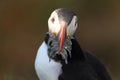 Atlantic puffin & x28;Fratercula arctica& x29; with fish east Iceland Royalty Free Stock Photo