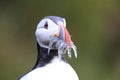 Atlantic puffin (Fratercula arctica) with fish east Iceland