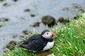 Puffin, mascot and symbol of Iceland