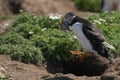 Puffin leaping on Skomer Island in Pembrokeshire, Wales