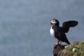 Puffin Getting Ready To Fly