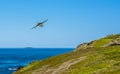 A Puffin glides above Skomer Island breeding ground for Atlantic Puffins