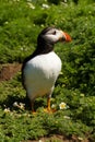 Puffin in grass with spring flowers