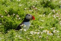 Puffin in grass with spring flowers