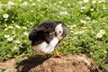 Puffin in grass with spring flowers Royalty Free Stock Photo
