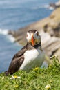 Puffin in grass with spring flowers