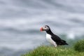 Puffin on a grassy cliff, Iceland , Iceland