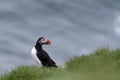 Puffin on a grassy cliff, Iceland , Iceland