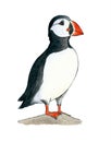 Puffin. Hand drawing watercolor sketch. Black outline on white background. Colorful illustration