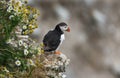 Puffin on the high chalk cliffs of Bempton, East yorkshire. UK. Royalty Free Stock Photo