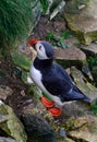 Puffin on high chalk cliffs at Bempton, Yorkshire, Uk. Royalty Free Stock Photo