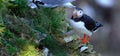 Puffin on high chalk cliffs at Bempton, Yorkshire, Uk. Royalty Free Stock Photo