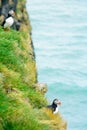 Puffin holding fish in his mouth