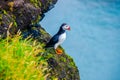 Puffin - Iceland Royalty Free Stock Photo