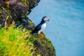 Puffin - Iceland