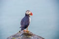 Puffin - Iceland Royalty Free Stock Photo
