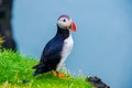 Puffin - Iceland Royalty Free Stock Photo