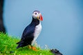 Puffin - Iceland Royalty Free Stock Photo