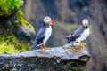 Puffin - Iceland Royalty Free Stock Photo