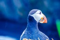 Puffin - Iceland Royalty Free Stock Photo