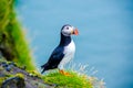 Puffin - Iceland Royalty Free Stock Photo
