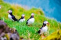 Puffin - Iceland Royalty Free Stock Photo