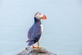 Puffin - Iceland