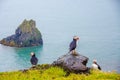 Puffin - Iceland Royalty Free Stock Photo