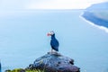Puffin - Iceland Royalty Free Stock Photo