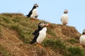 Puffin Iceland