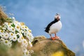 Puffin in Iceland. Seabird on sheer cliffs. Birds on the Westfjord in Iceland. Composition with wild animals.