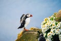 Puffin in Iceland. Seabird on sheer cliffs. Birds on the Westfjord in Iceland. Composition with wild animals.