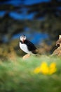 Puffin in Iceland. Seabirds on sheer cliffs. Birds on the Westfjord in Iceland. Composition with wild animals.