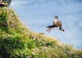 Puffin in Iceland. Seabirds on sheer cliffs. Birds on the Westfjord in Iceland. Composition with wild animals.