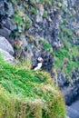 Puffin in Iceland. Seabirds on sheer cliffs. Birds on the Westfjord in Iceland. Wild animal habitat Royalty Free Stock Photo