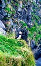 Puffin in Iceland. Seabirds on sheer cliffs. Birds on the Westfjord in Iceland. Wild animal habitat Royalty Free Stock Photo