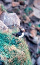 Puffin in Iceland. Seabirds on sheer cliffs. Birds on the Westfjord in Iceland. Wild animal habitat Royalty Free Stock Photo