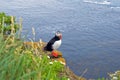 Puffin Royalty Free Stock Photo