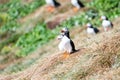 puffin on island of Grimsey in North Iceland Royalty Free Stock Photo